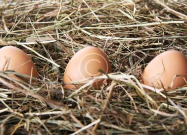 Beauty in Small Farming Things